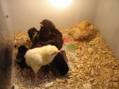 Fluffy Chicks