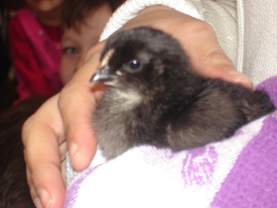 A black chick