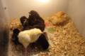 Fluffy Chicks