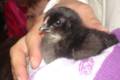 A black chick